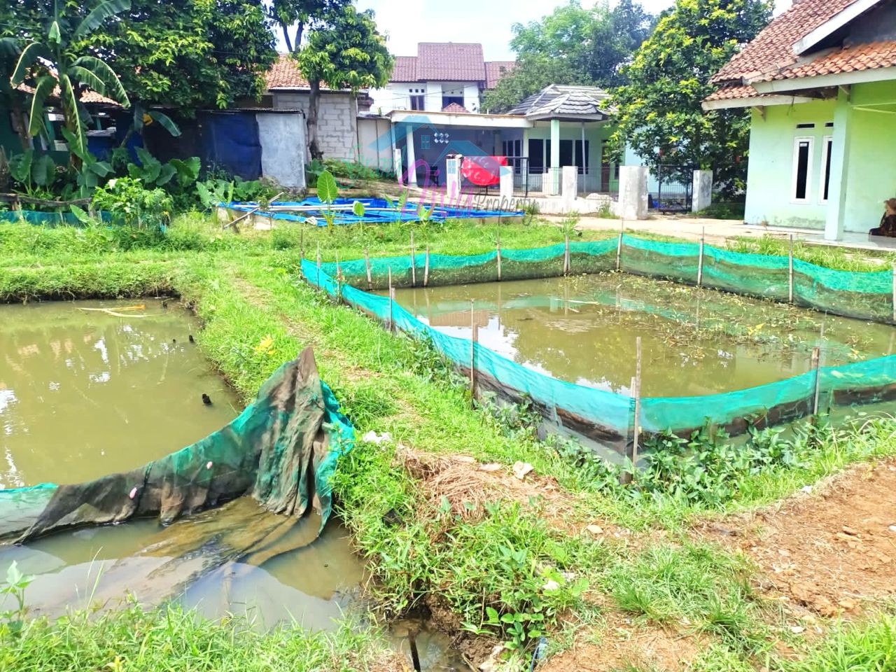 JUAL MURAH TANAH EMPANG PINGGIR JALAN Kp. BABAKAN SABRANG CISEEN